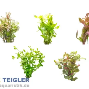 Bestpreis Aquarienpflanzen 2. Wahl, 5 Stück im Mix, Bundpflanzen